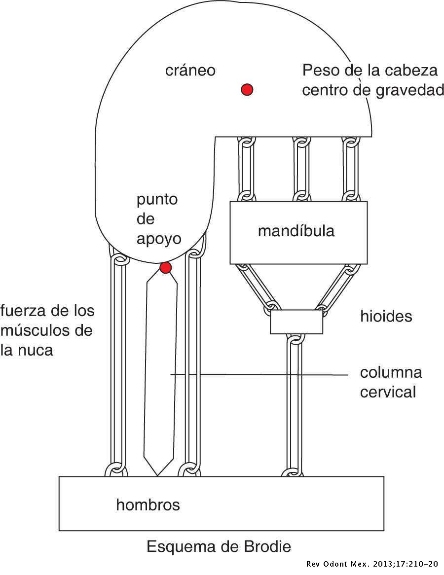 Respirar por la boca altera la Postura del cuerpo Cl nica Dental